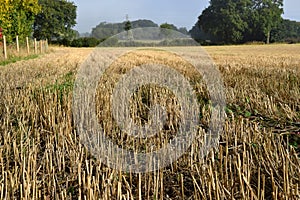 Stubble in field after harvest