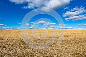 Stubble field after harvest, Dutch agricultural landscape against blue sky with white cloudsny day in