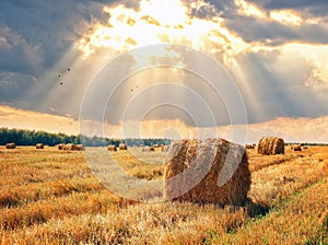 Stubble field and hay bales