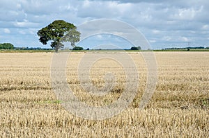 Stubble field with a lone tree