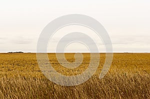 Stubble field near Sedley, Saskatchewan