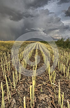 Stubble Field and Prarie Storm