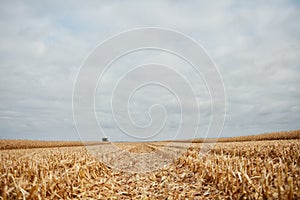 Stubble field with remnants of harvested maize