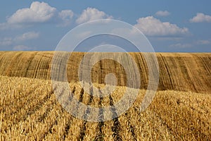 Stubble field. rural farm land. wheat field after harvest