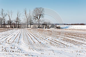Stubble field from silage maize covered with snow