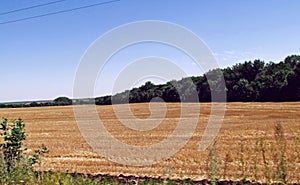 Stubble field surrounded with forest belt