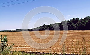 Stubble field surrounded with forest belt photo