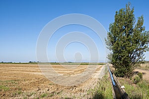 Stubble fields and poplar groves