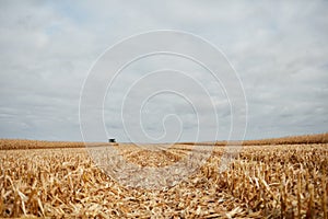 Stubble of harvested maize in a farm field