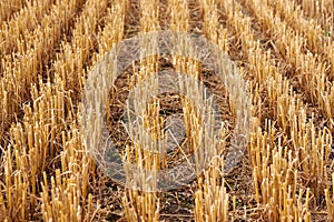 Stubble harvested wheat field