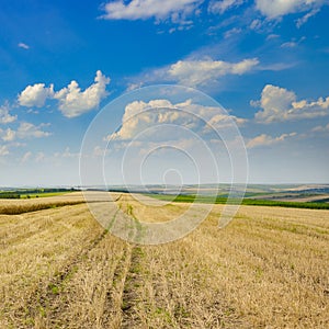 Stubble in harvested wheat field photo