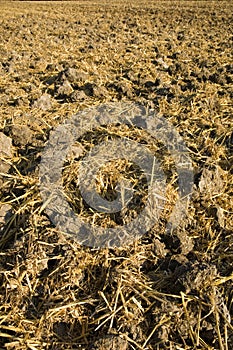 Stubble mulch