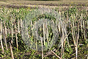 stubble wheat