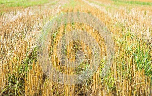 Stubble wheat background