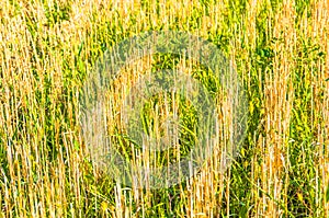 Stubble wheat background