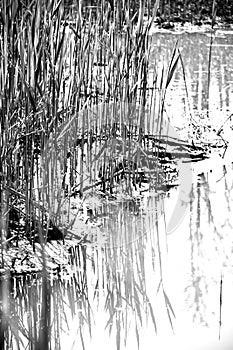 Stubbles in a pond with mirroring in black and white