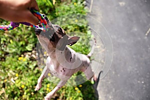 Stubborn american hairless terrier holds on toy held by a man hand