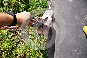 Stubborn american hairless terrier holds on toy held by a man hand