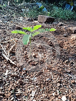 A stubborn plant, even when there is scarcity of water.