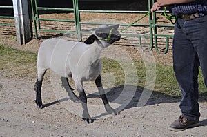 Stubborn sheep refuses to be led