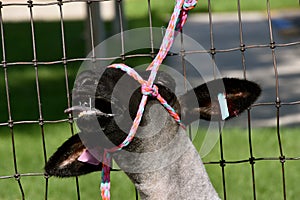 Stubborn sheep resists being led by a halter