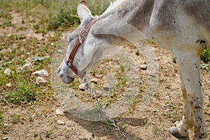 Stubborn white donkey asinus in Latin