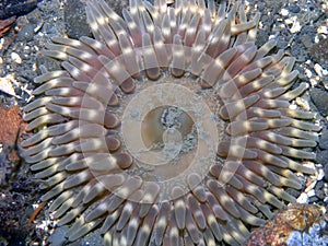 Stubby Rose Anemone