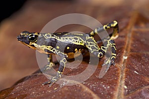 Stubfoot toad, Atelopus spumarius