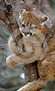 Stuck - Cougar (Felis Concolor) photo