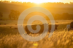 Stud Angus cows in a field free range beef cattle on a farm. Portrait of cow close up in golden light in australia