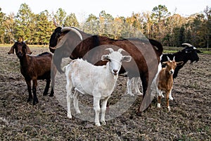 Nannies Posing With Their Stud or Just Curious photo