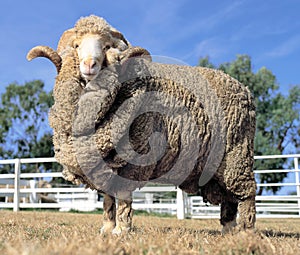 Stud Merino ram