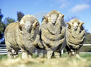 Stud merino rams