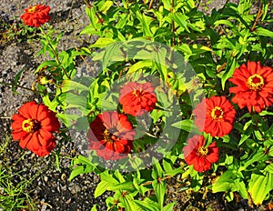 Zinnia red flower