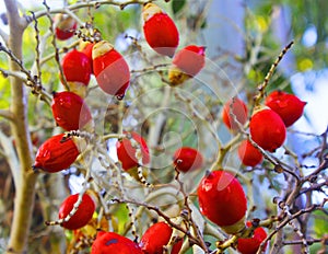 Areca palm fruit