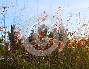 fluffy red natal grass (melinis repens) seeds and plumes