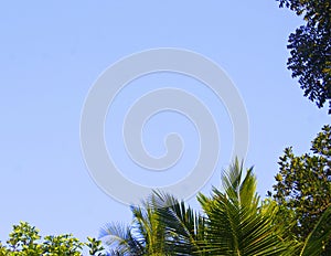 Sky with tropical trees and bright morning light