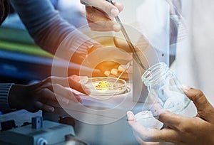 Student girl researsh in science laboratory experiments with student biotechnology girl using forceps for small pieces plant tissu photo