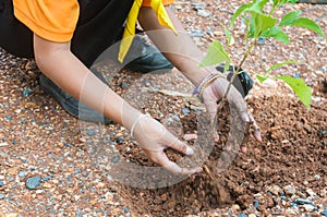 Student hands of School Girl in motion of Plantation tree
