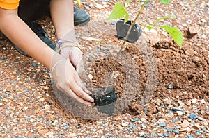 Student hands of School Girl in motion of Plantation tree on the ground as concept of Green environment and conserving