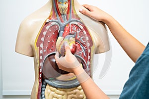 Student teenage learning anatomy biology with human body model in classroom at high school