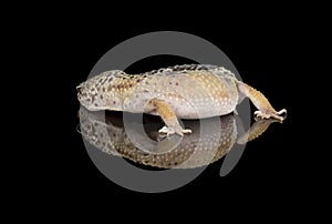 Gecko - fat tailed gecko