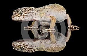 Gecko - fat tailed gecko