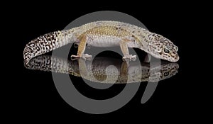 Gecko - fat tailed gecko