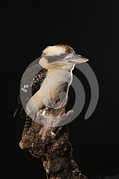 Studio captured image of a Kookaburra