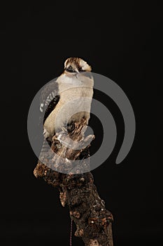 Studio captured image of a Kookaburra