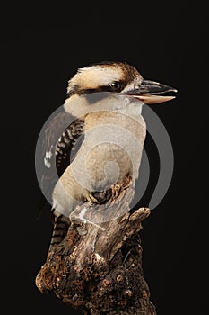 Studio captured image of a Kookaburra