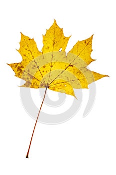 Studio closeup of yellow brown autumn maple leaf isolated on white background