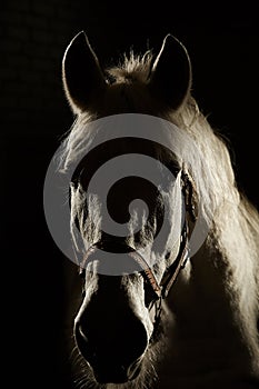 Studio contour backlight shot of white horse on isolated black background