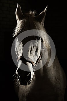 Studio contour backlight shot of white horse on isolated black background